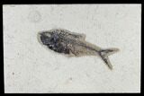 Fossil Fish (Diplomystus) - Green River Formation #115583-1